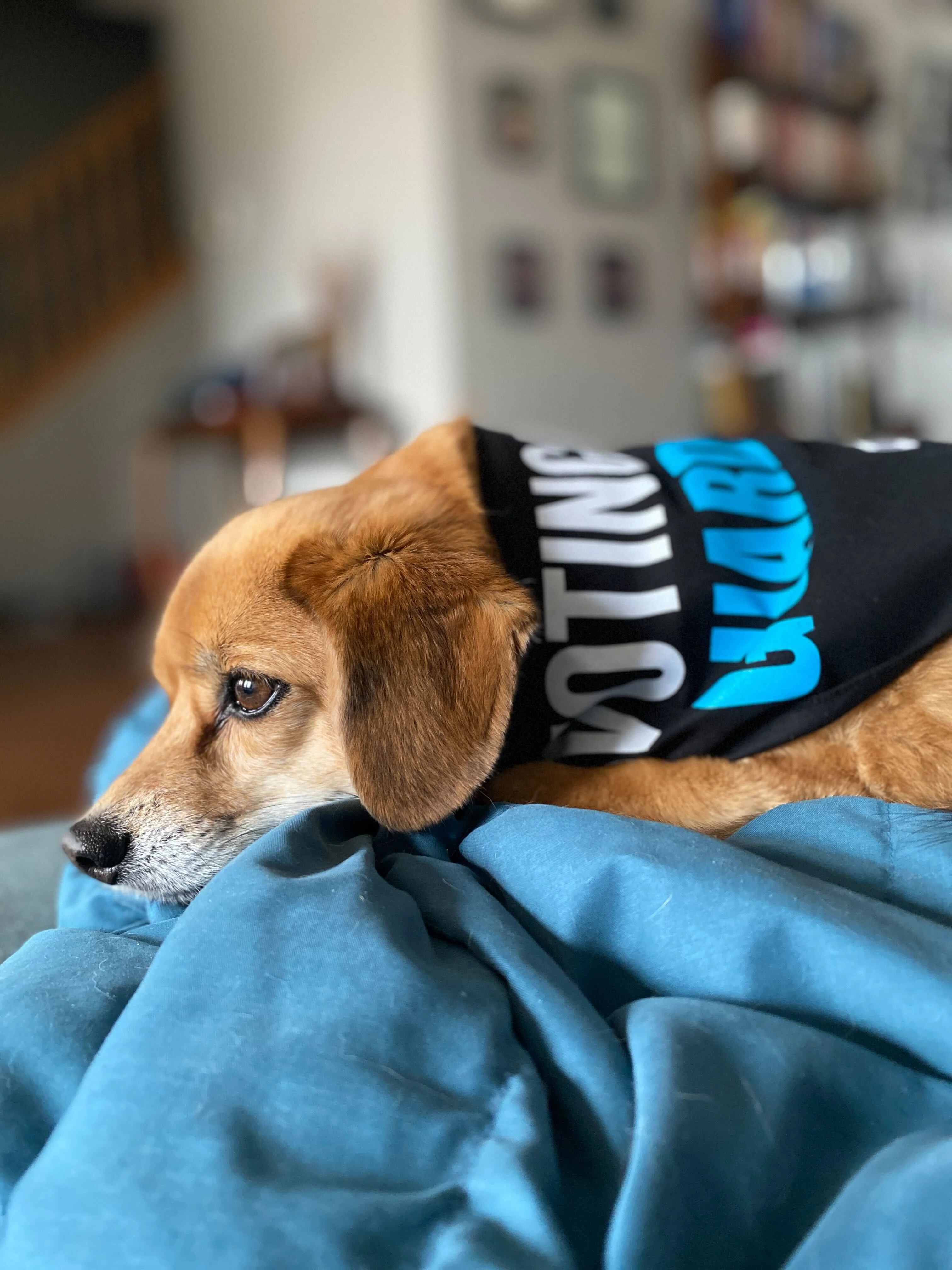 Pet Bandana: Voting Rights Guard Dog - Image 5