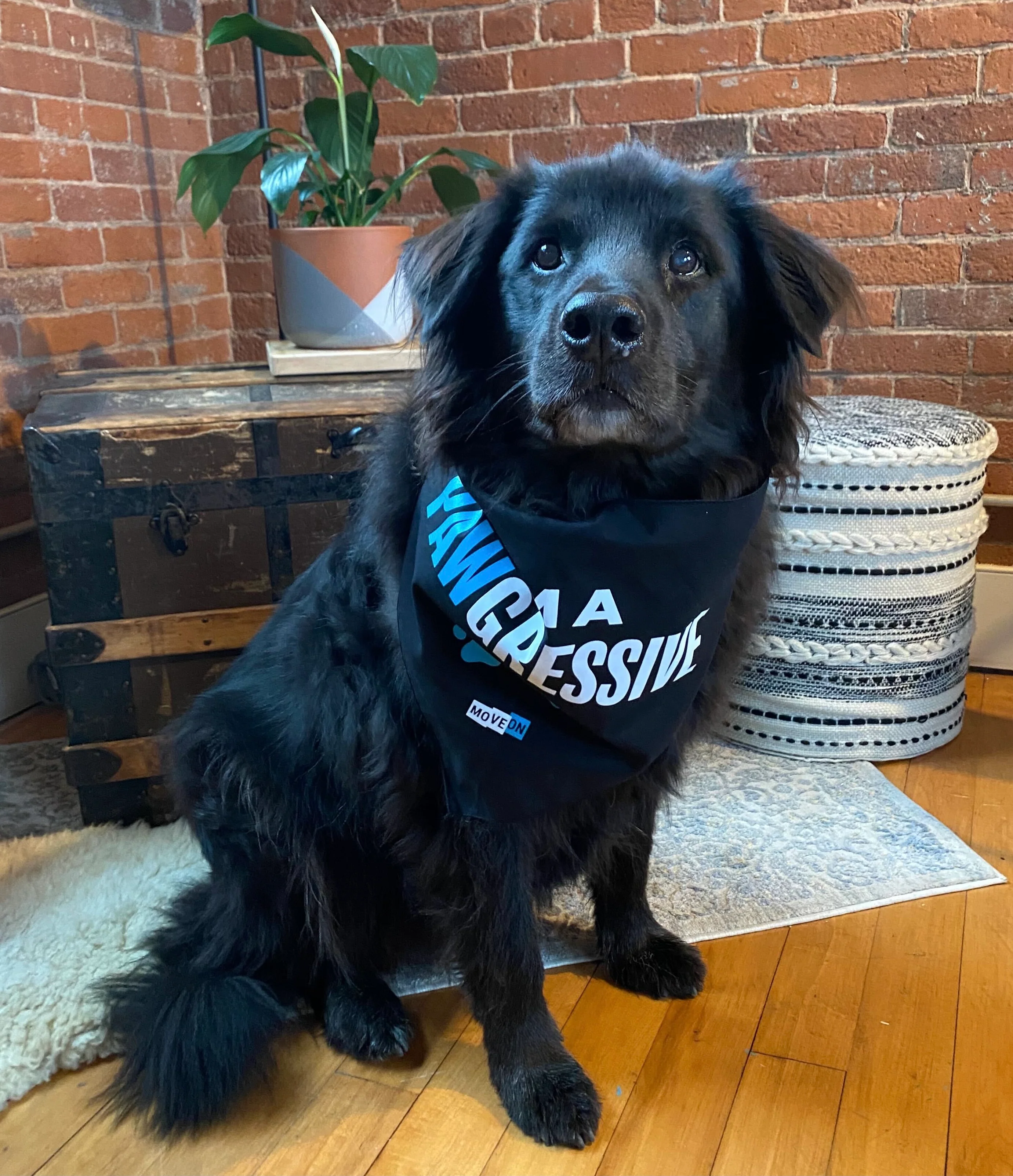Pet Bandana: "I'm a Pawgressive!" - Image 3