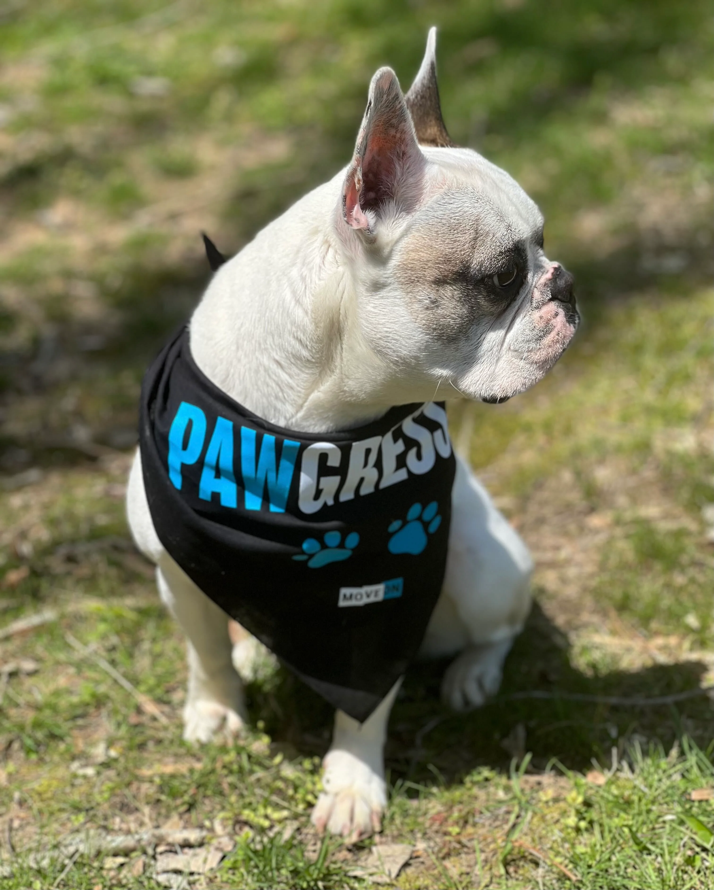 Pet Bandana: "I'm a Pawgressive!" - Image 4