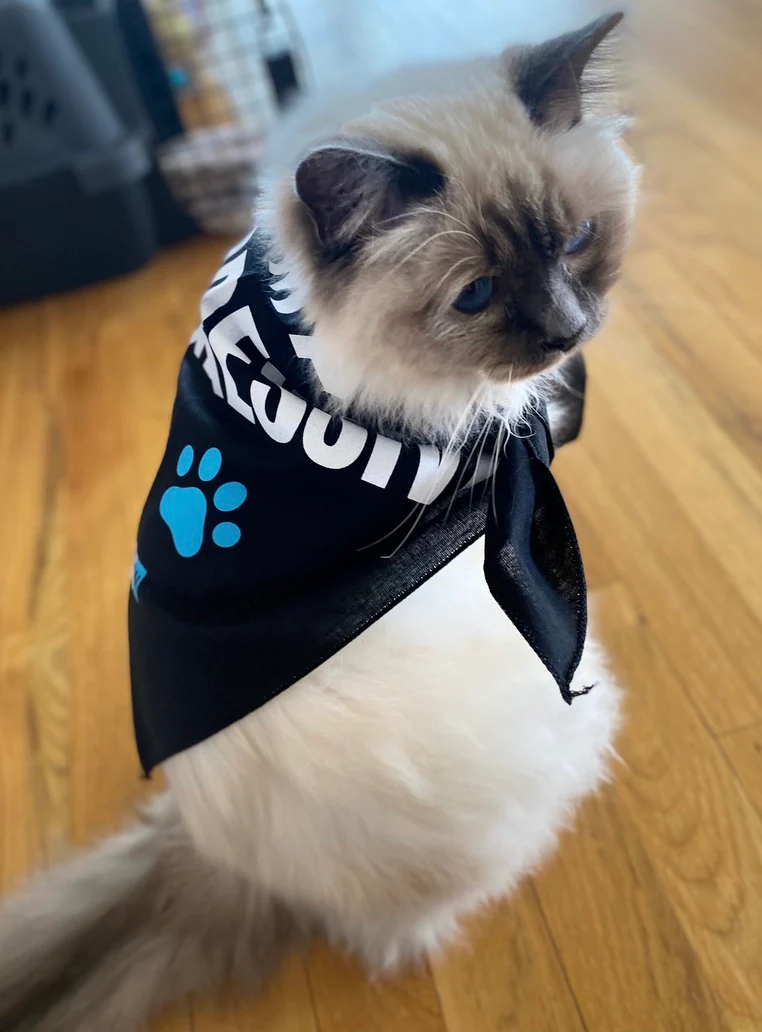 Pet Bandana: "I'm a Pawgressive!" - Image 5